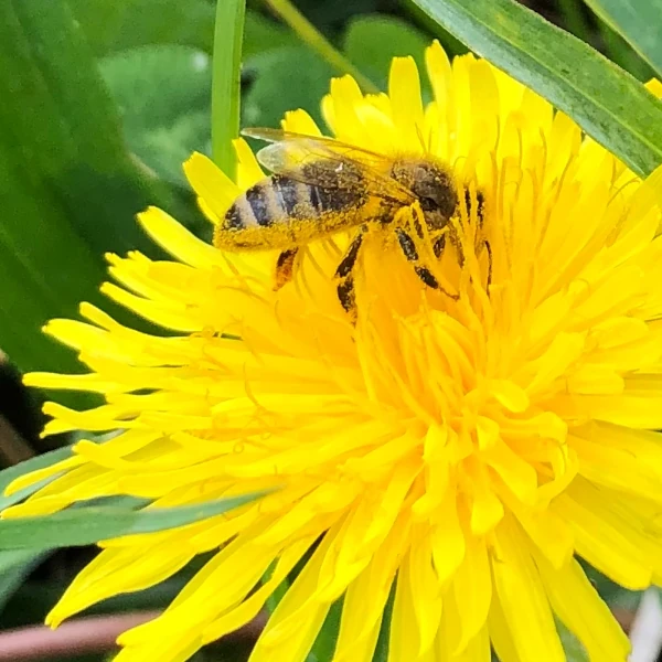 Abeille sur dandelion