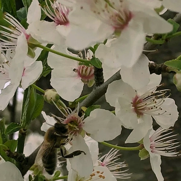 Abeille sur prunier