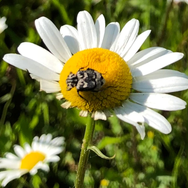 Attagène prenant le soleil sur sa marguerite