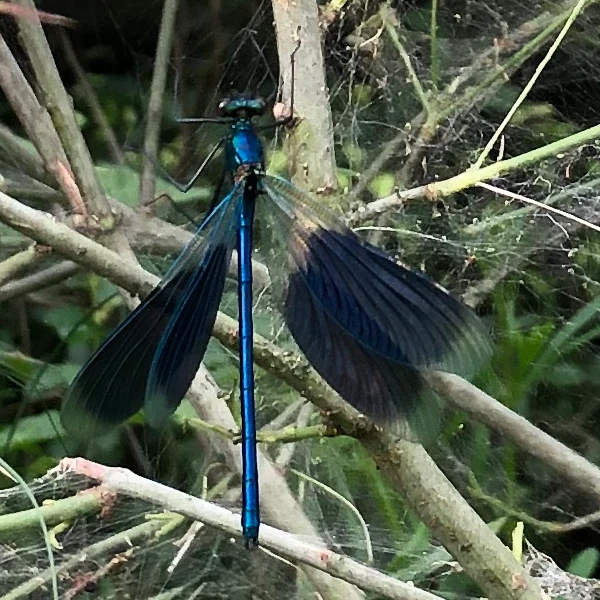 libellule bleue – caloptéryx