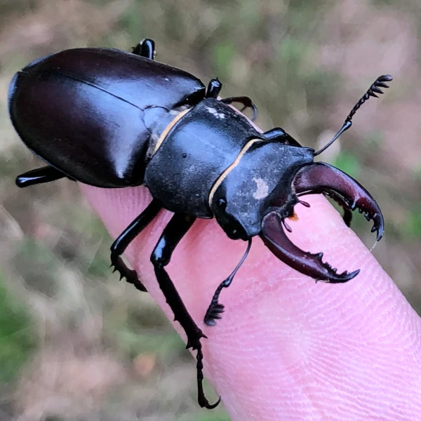 Lucane cerf-volant, ou Lucanus cervus. Un coléoptères de la famille des Lucanidae