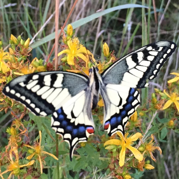 Papillon machaon