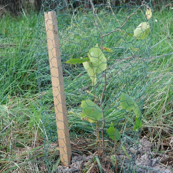 Cerisier, ou Prunus. Plantes à fleurs de la famille des Rosaceae