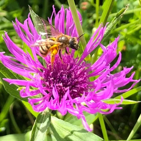Abeille sur centaurée