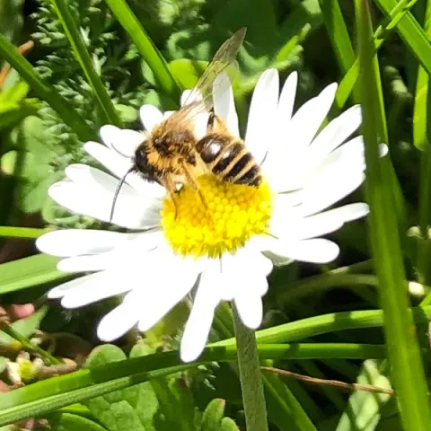 Abeille sur marguerite