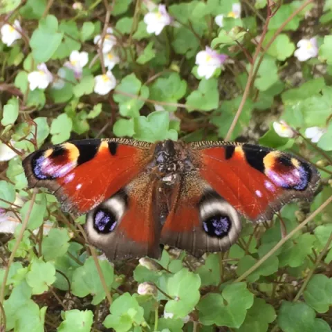 Papillon Paon du Jour sur champ de "ruines de Rome"