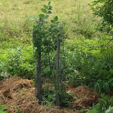 Arbre à miel, ou Tetradium daniellii