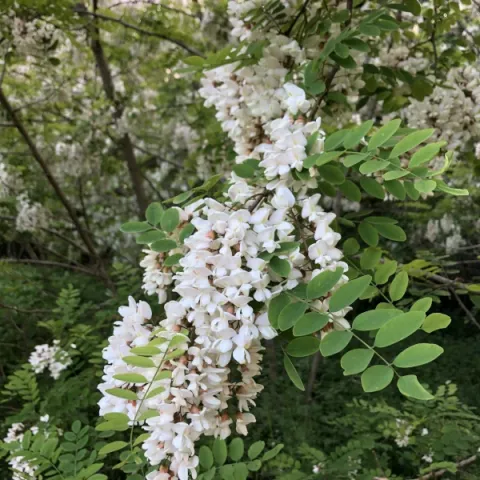 Acacia 2025 - inflorescence