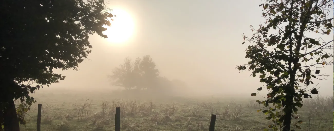 Pâturages dans la brume du matin - automne 2024
