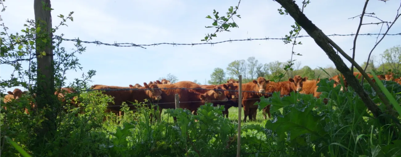 Vaches limousines curieuses et intriguées par qui les observe