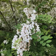 Acacia 2025 - inflorescence