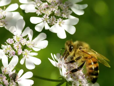Abeille butinant sa fleur de coriandre